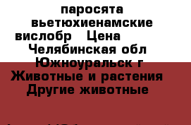 паросята вьетюхиенамские вислобр › Цена ­ 2 000 - Челябинская обл., Южноуральск г. Животные и растения » Другие животные   
